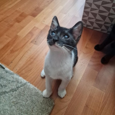 Buta